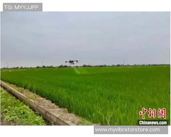 大米种植技术创新与可持续发展探索：从土壤管理到智能农业的全方位实践